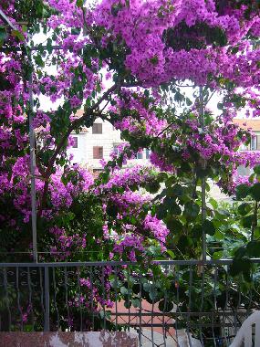 Holiday Apartment in Supetar (Splitsko-Dalmatinska) or holiday homes and vacation rentals