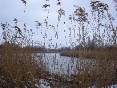 Holiday Apartment in Ostseebad Dierhagen (Fischland-Dar-Zingst) or holiday homes and vacation rentals
