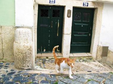 Holiday Apartment in Lisboa (Grande Lisboa) or holiday homes and vacation rentals