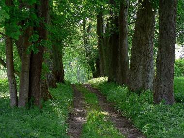 Bed and Breakfast in Jeleniewo (Podlaskie) or holiday homes and vacation rentals