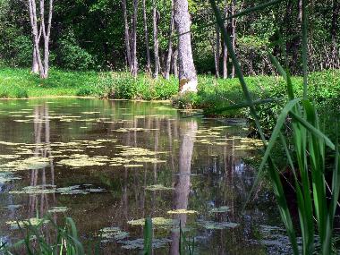 Bed and Breakfast in Jeleniewo (Podlaskie) or holiday homes and vacation rentals