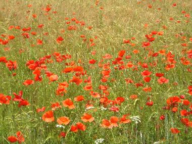 Mohn flower field