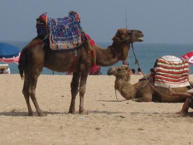 Holiday Apartment in marina smir (Tetouan) or holiday homes and vacation rentals