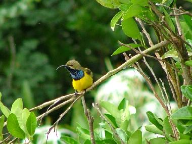 Sunbird in the garden