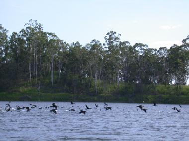 Ducks on lake Tinaroo