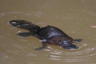 The platypus abundant in Peterson Creek