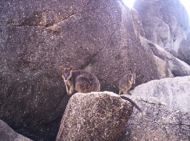 Surroundings: Feed the rock wallabies at Granite gorge