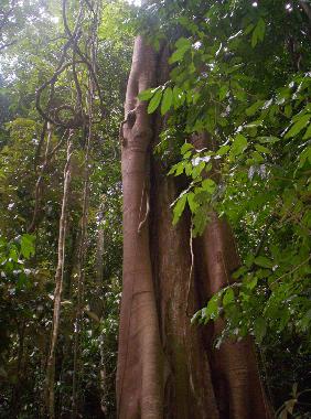 Walk in the rainforest