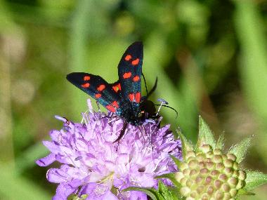 The right shot taken with my new camera