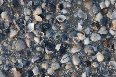 Holiday Apartment in Buren (Friesland) or holiday homes and vacation rentals
