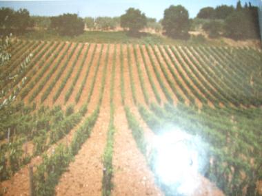 Holiday House in Borgo Chianti (Firenze) or holiday homes and vacation rentals