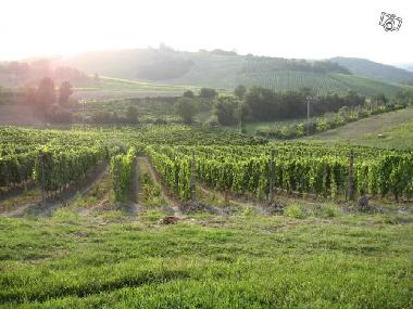 Holiday House in Borgo Chianti (Firenze) or holiday homes and vacation rentals