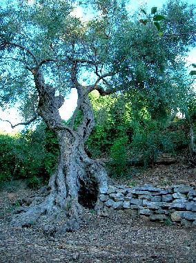 Holiday House in trabia (Palermo) or holiday homes and vacation rentals