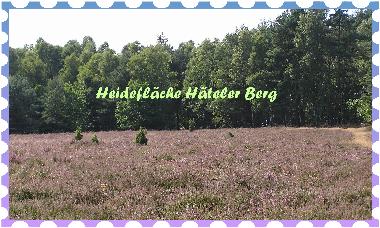 Holiday House in Wietzendorf (Lneburger Heide) or holiday homes and vacation rentals
