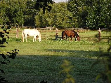 Holiday House in Wietzendorf (Lneburger Heide) or holiday homes and vacation rentals