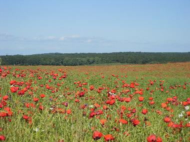 Holiday House in Alth�ttendorf (Barnim) or holiday homes and vacation rentals