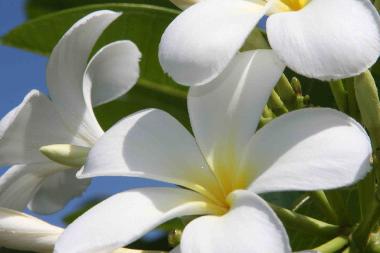 Holiday House in Diani Beach (Coast) or holiday homes and vacation rentals