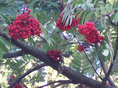 a tree for birds