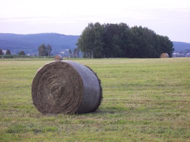 Food for the cows