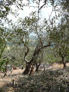 Preparing the ancient olive trees for the next season.
