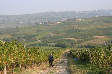 walking in the vineyards