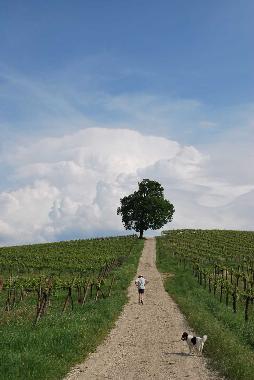 Holiday Apartment in Montecalvo Versiggia (Pavia) or holiday homes and vacation rentals