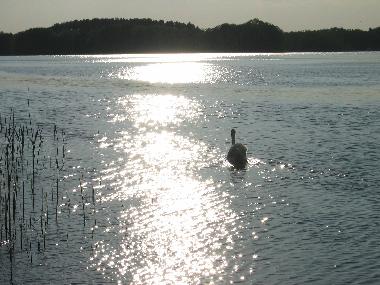 Holiday House in Kleinzerlang (Mecklenburgische Seenplatte) or holiday homes and vacation rentals