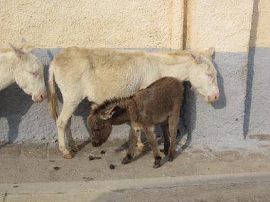 Holiday House in Trinit� d