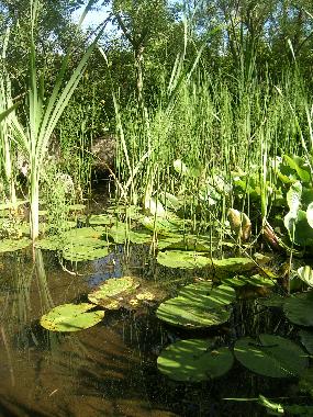 Holiday House in SAIN BONNET DE SALERS (Cantal) or holiday homes and vacation rentals