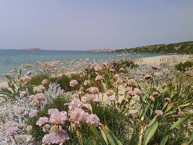 Holiday House in Badesi (Sassari) or holiday homes and vacation rentals