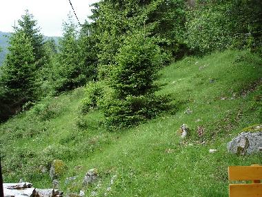 Holiday House in Schluchsee (Black Forest) or holiday homes and vacation rentals