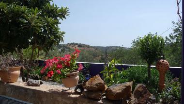 View from the garden