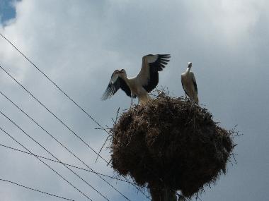 White Storks Nest 25 Metres from house