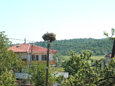 White Storks Nest 25 Metres from house