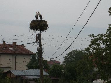 White Storks Nest 25 Metres from house
