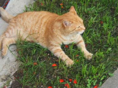 Holiday Apartment in Mondsee (Salzburg und Umgebung) or holiday homes and vacation rentals