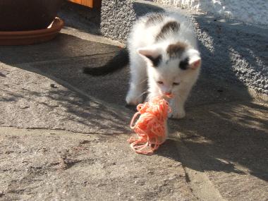 Holiday Apartment in Mondsee (Salzburg und Umgebung) or holiday homes and vacation rentals