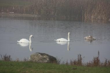 Holiday House in k�pingsvik (�land) or holiday homes and vacation rentals