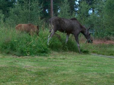 Bed and Breakfast in Havdal (Sor-Trondelag) or holiday homes and vacation rentals