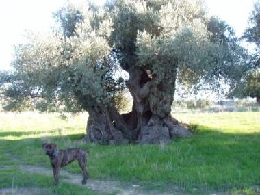 Holiday Apartment in Sciacca (Agrigento) or holiday homes and vacation rentals