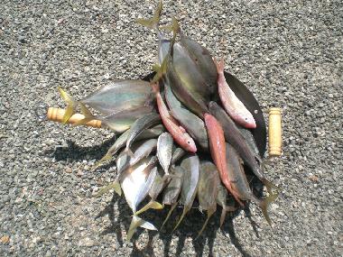 Bed and Breakfast in Ahangama (Kegalla) or holiday homes and vacation rentals