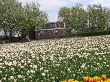 Holiday Apartment in Callantsoog (Noord-Holland) or holiday homes and vacation rentals