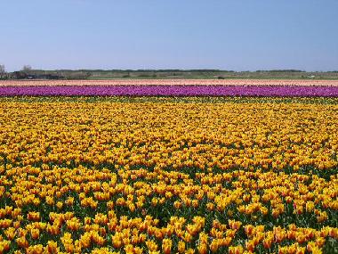 Holiday Apartment in Callantsoog (Noord-Holland) or holiday homes and vacation rentals