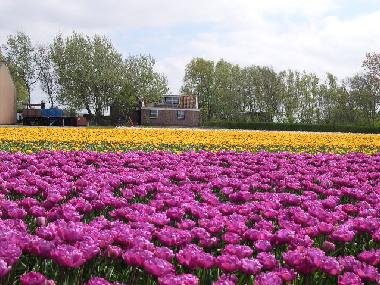 Holiday Apartment in Callantsoog (Noord-Holland) or holiday homes and vacation rentals