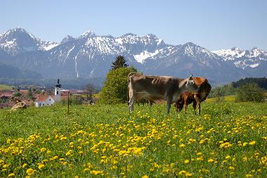 Holiday Apartment in Rieden am Forggensee (Bavarian Swabia) or holiday homes and vacation rentals