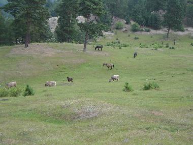 Holiday House in Bisoca (Buzau) or holiday homes and vacation rentals