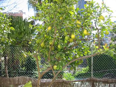 Holiday Apartment in MLAGA (Mlaga) or holiday homes and vacation rentals