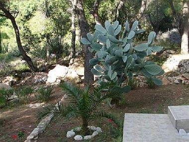 Holiday Apartment in Vis (Splitsko-Dalmatinska) or holiday homes and vacation rentals