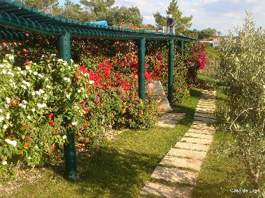 Olive trees panoramic path