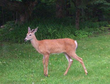 Regular guest in the garden